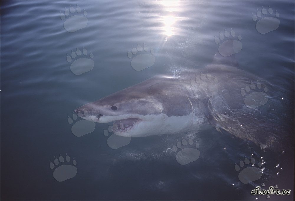 Fascinant Grand Requin Blanc au large des côtes sud-africaines