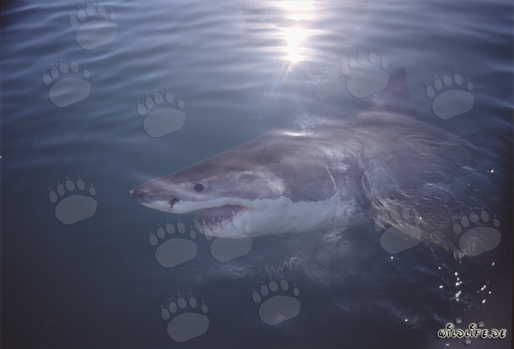 Fascinating Great White Shark off the Coast of South Africa