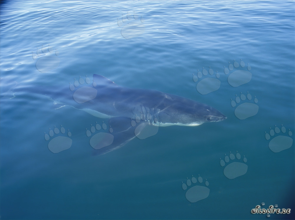 Great white shark observing boat in South Africa