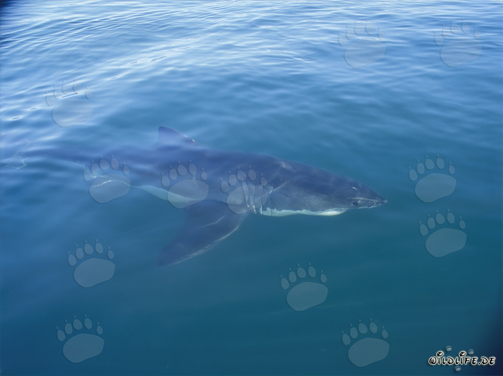 Grand requin blanc observé près d'un bateau en Afrique du Sud