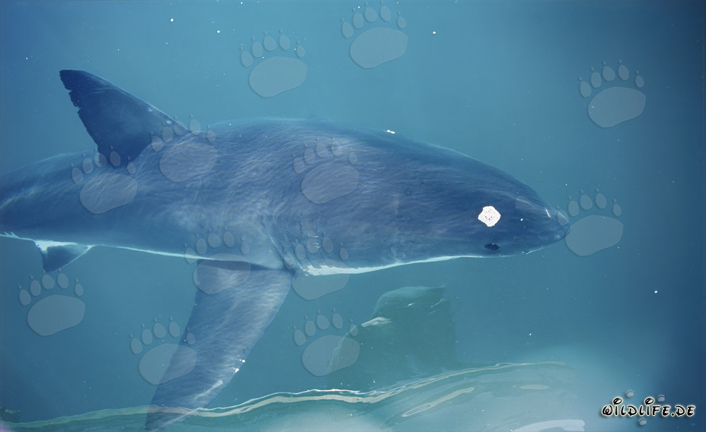 Jeune grand requin blanc à la surface de la mer