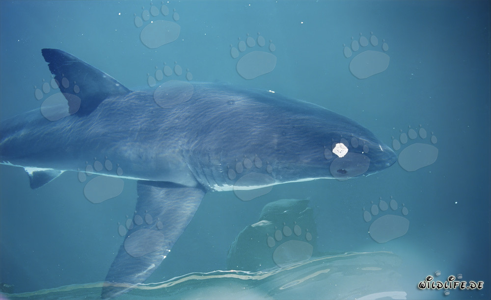 Young Great White Shark on the Surface of the Sea