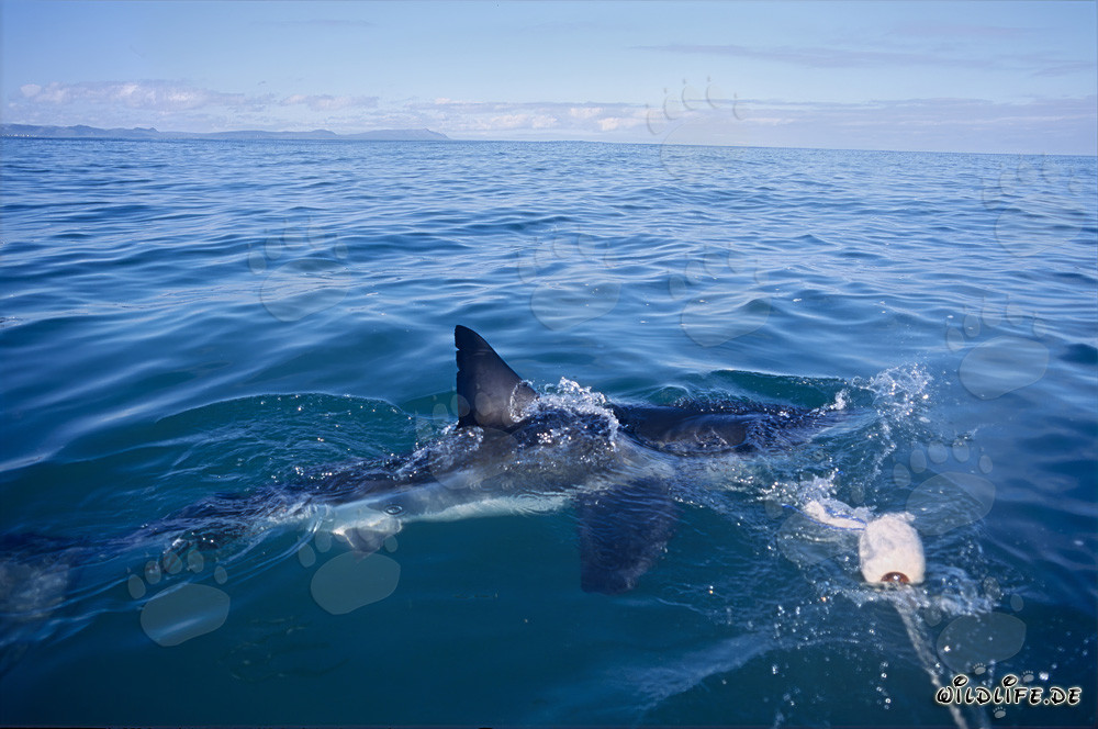 Aleta dorsal imponente del Gran Tiburón Blanco - Símbolo de la fuerza y elegancia de los mares