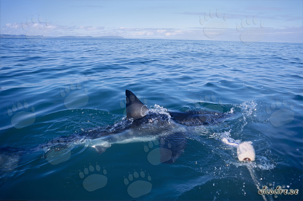 Nageoire dorsale imposante du Grand Requin Blanc - Symbole de la puissance et de l'élégance des mers