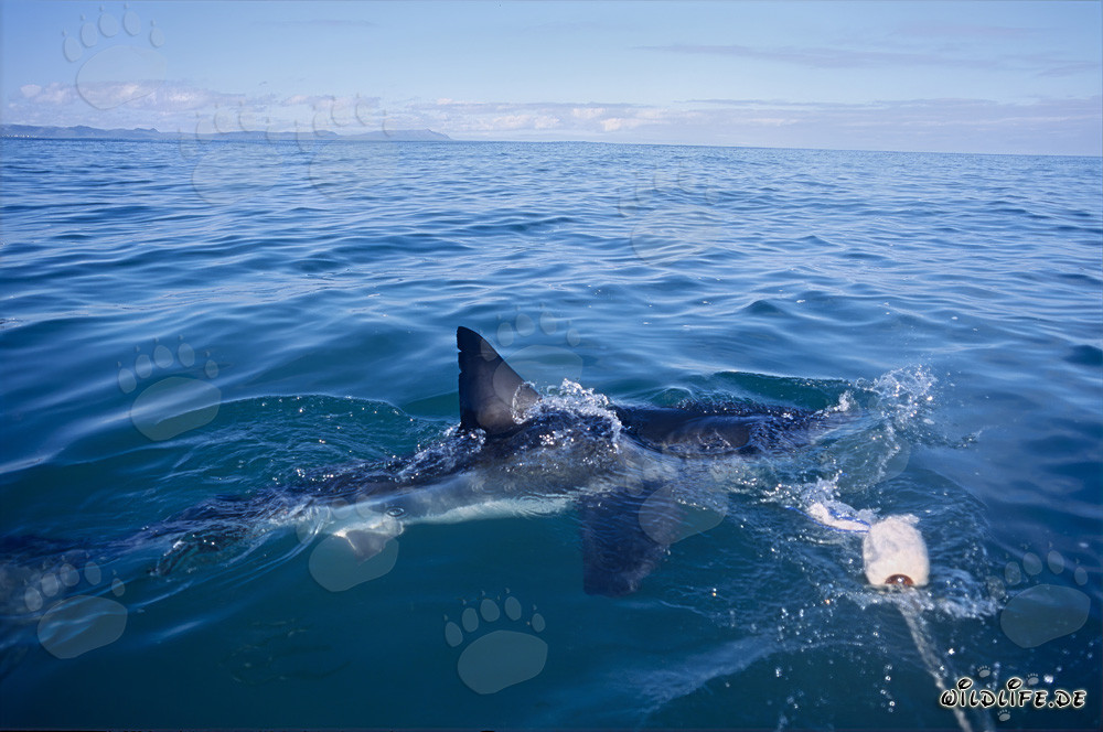 Impressive Dorsal Fin of the Great White Shark - Symbol of the Power and Elegance of the Seas