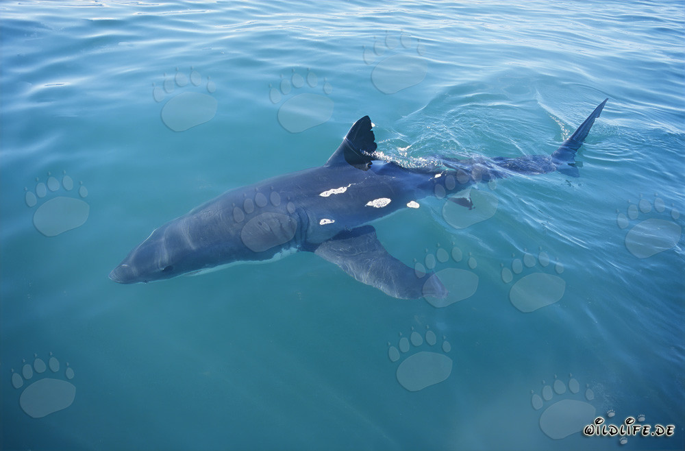 Grand requin blanc s'approche de notre bateau au large des côtes sud-africaines