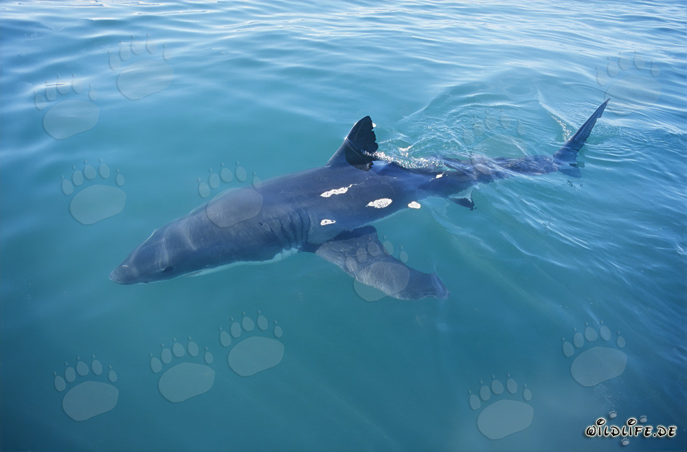 Great White Shark approaching our boat off the coast of South Africa