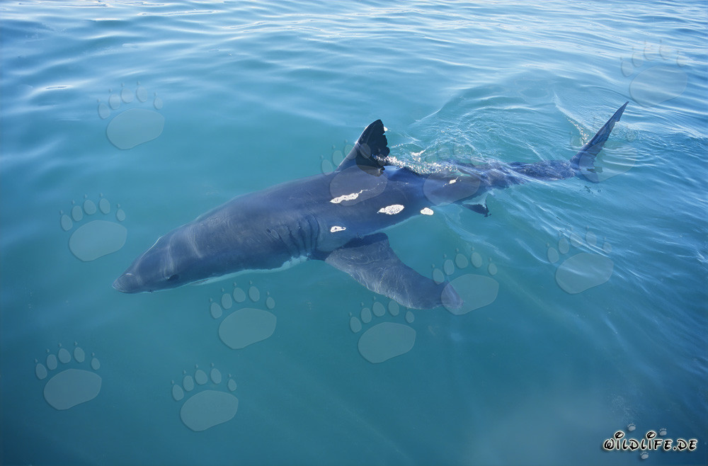 Gran tiburón blanco se acerca a nuestro barco frente a la costa de Sudáfrica