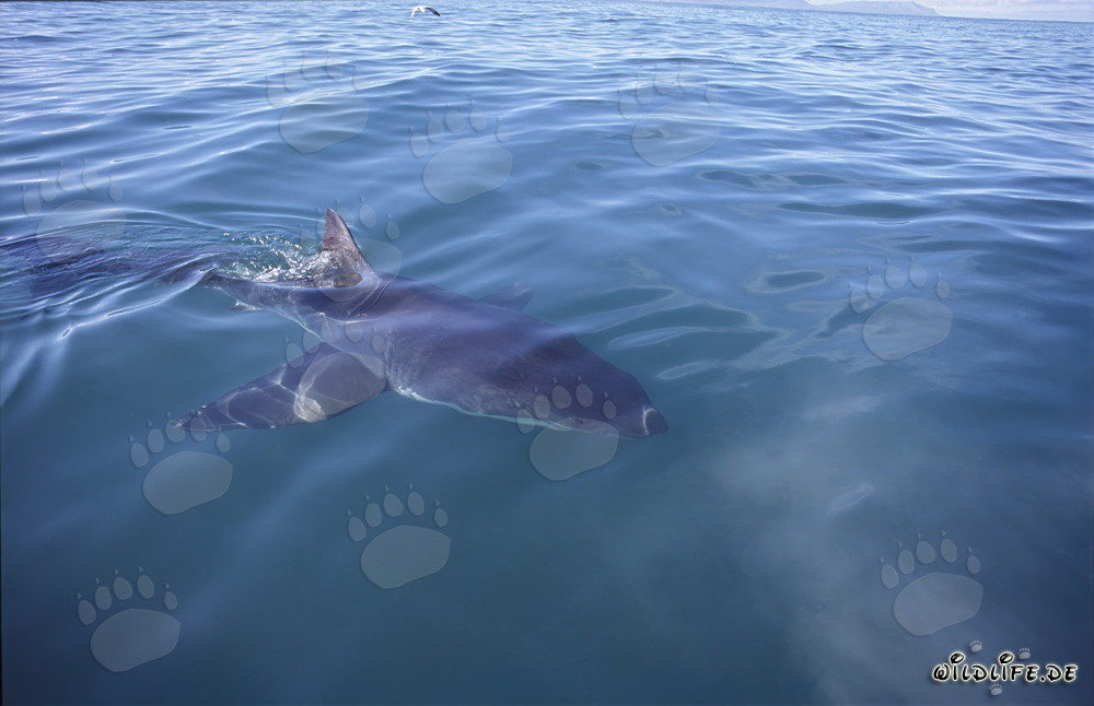 Grand requin blanc remarquable au large de Gansbaai