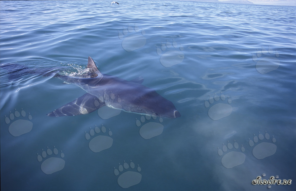 Gran tiburón blanco destacado frente a la costa de Gansbaai