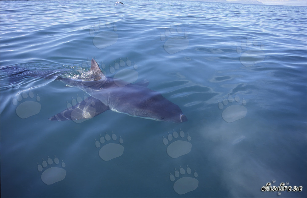 Markanter Weißer Hai vor der Küste von Gansbaai
