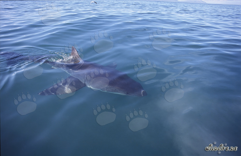 Distinctive white shark off the coast of Gansbaai