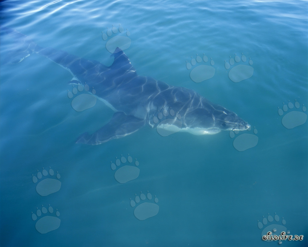 Cazador perfecto: El gran tiburón blanco frente a la costa de Gansbaai