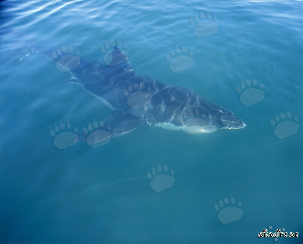Chasseur parfait : Le grand requin blanc au large de Gansbaai