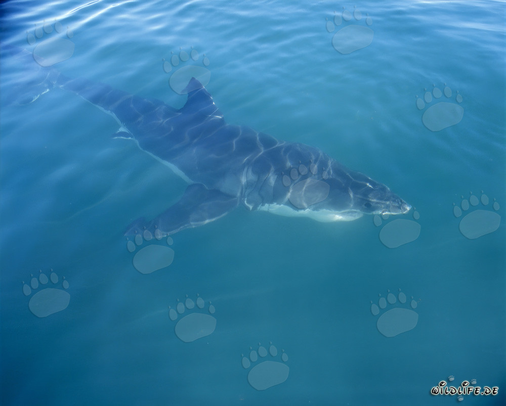 Perfect Hunter: The Great White Shark off the coast of Gansbaai