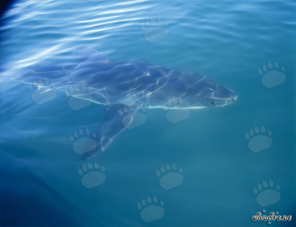 Un majestueux grand requin blanc accompagne notre bateau au large des côtes sud-africaines