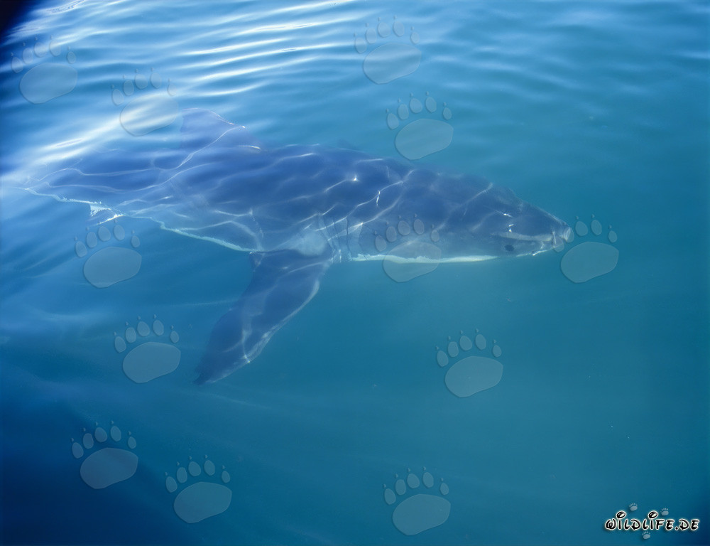 A majestic great white shark accompanies our boat off the coast of South Africa