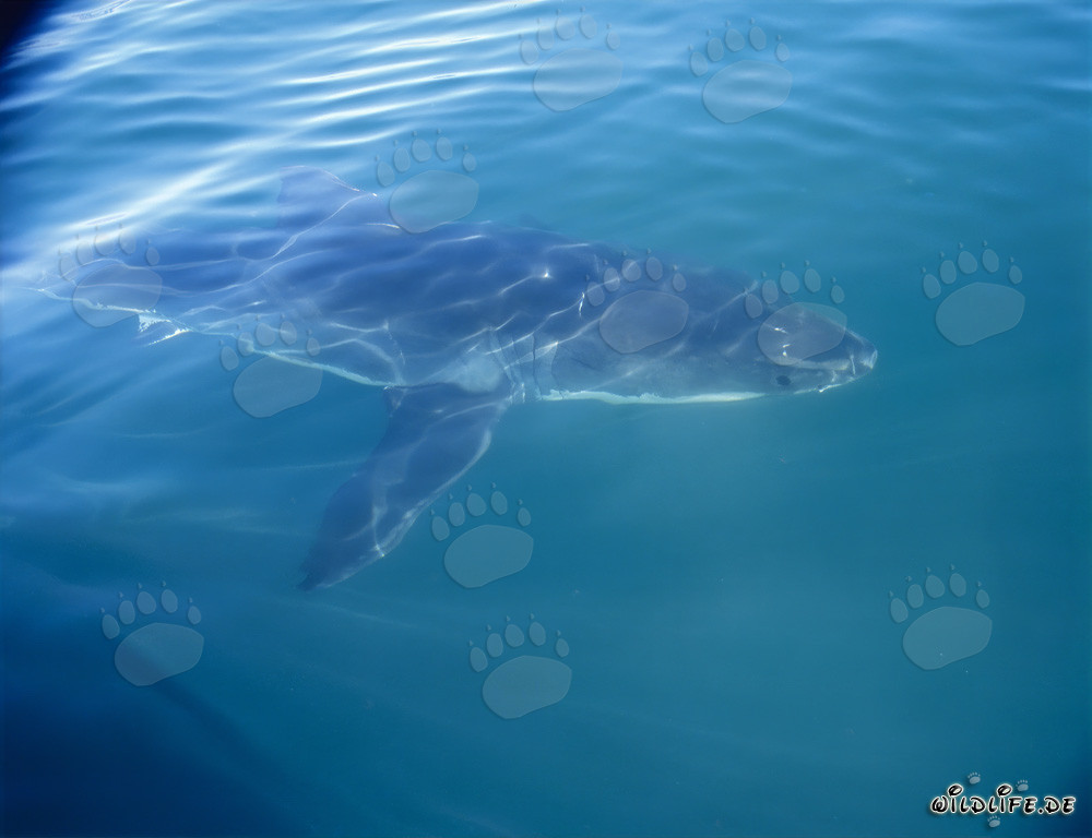 Un majestuoso tiburón blanco acompaña nuestro barco frente a la costa de Sudáfrica