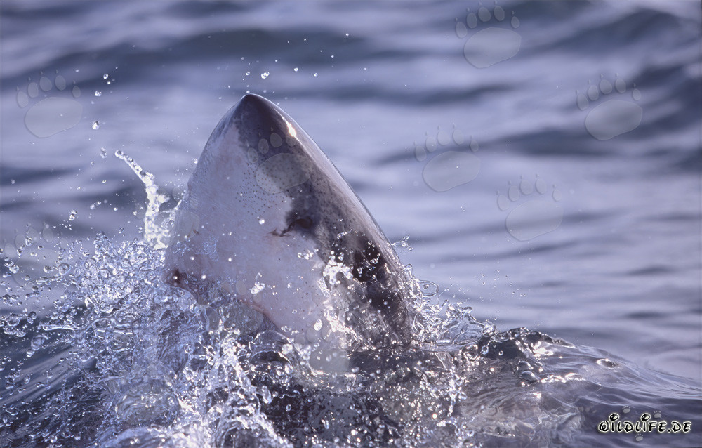 Grand requin blanc majestueux émerge des profondeurs