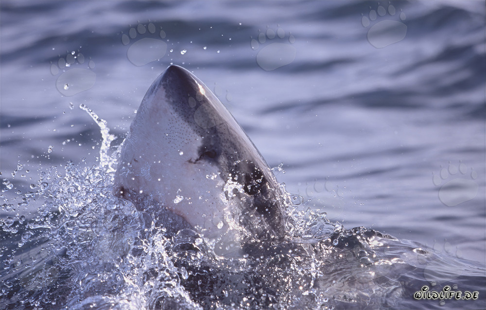Majestic Great White Shark Emerges from the Depths