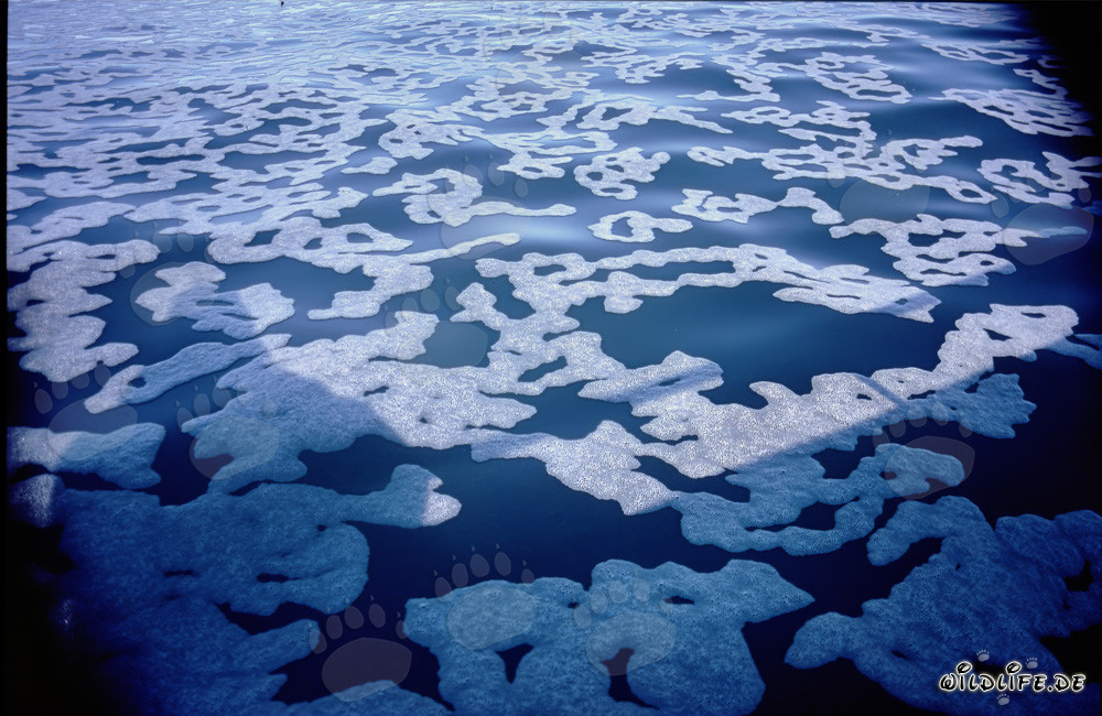 Fascinating patterns on the sea surface