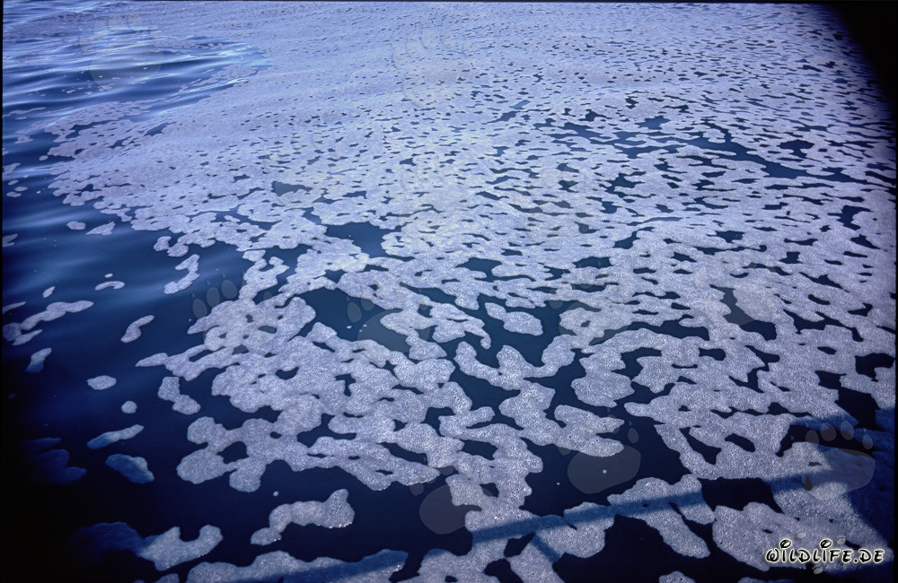Fascinantes estructuras de espuma frente a la isla de Dyer