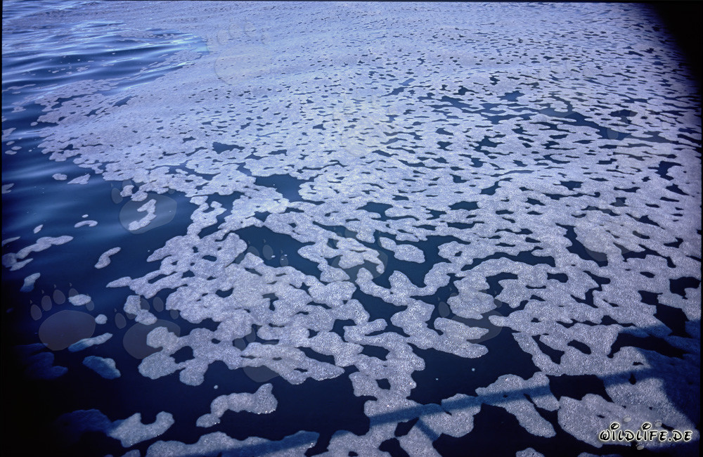 Fascinating Foam Structures in front of Dyer Island