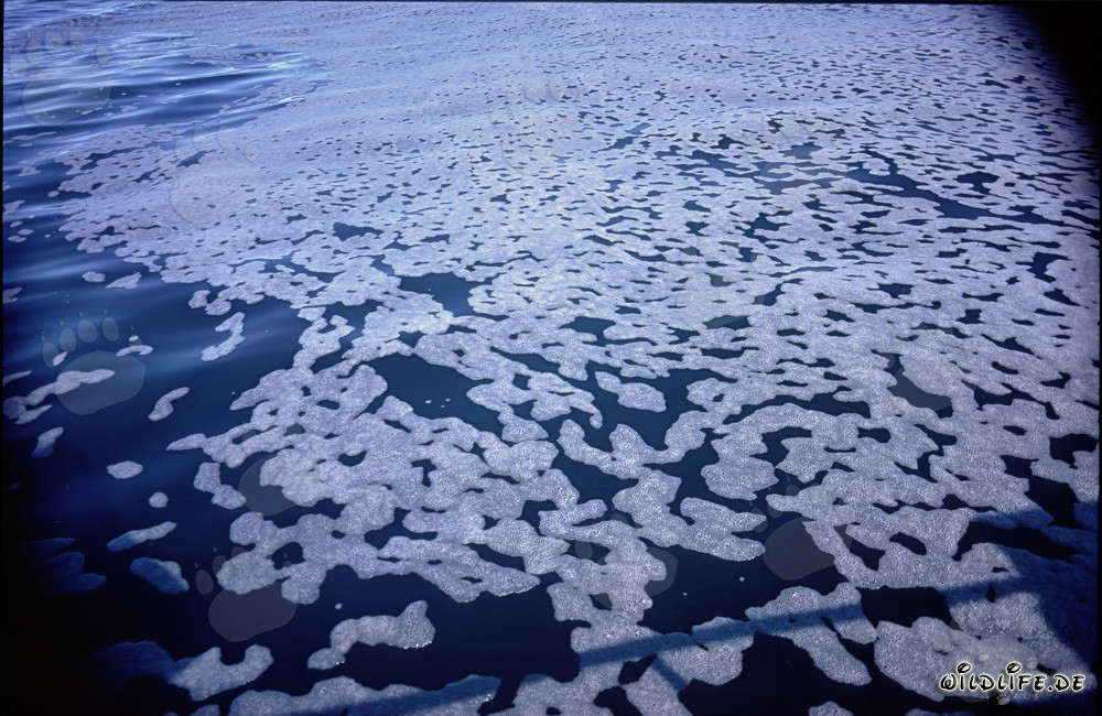 Structures de mousse fascinantes devant l'île de Dyer