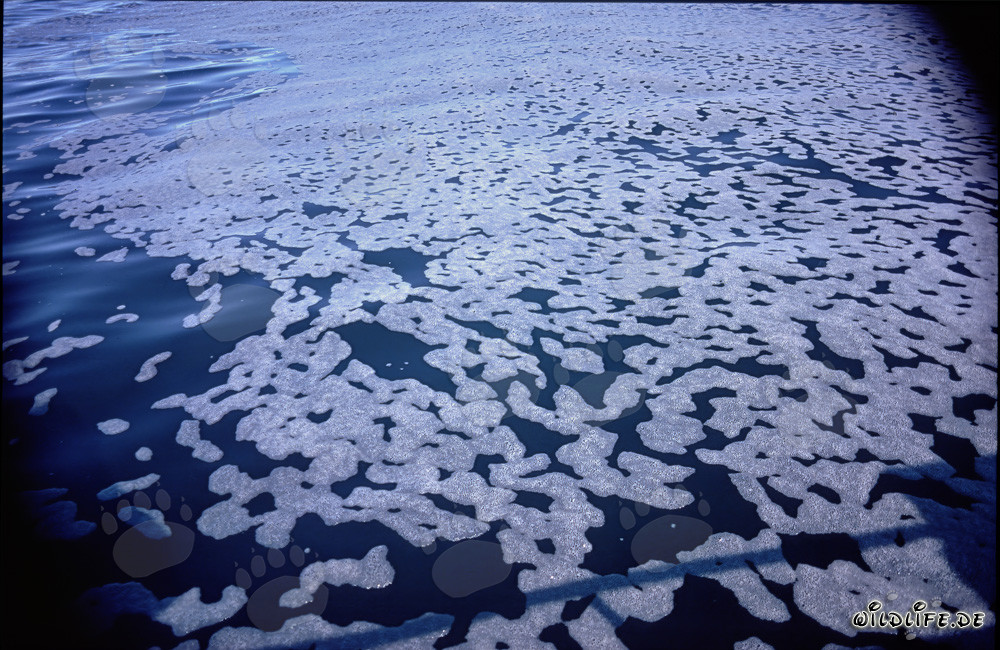 Affascinanti strutture di schiuma di fronte all'isola di Dyer