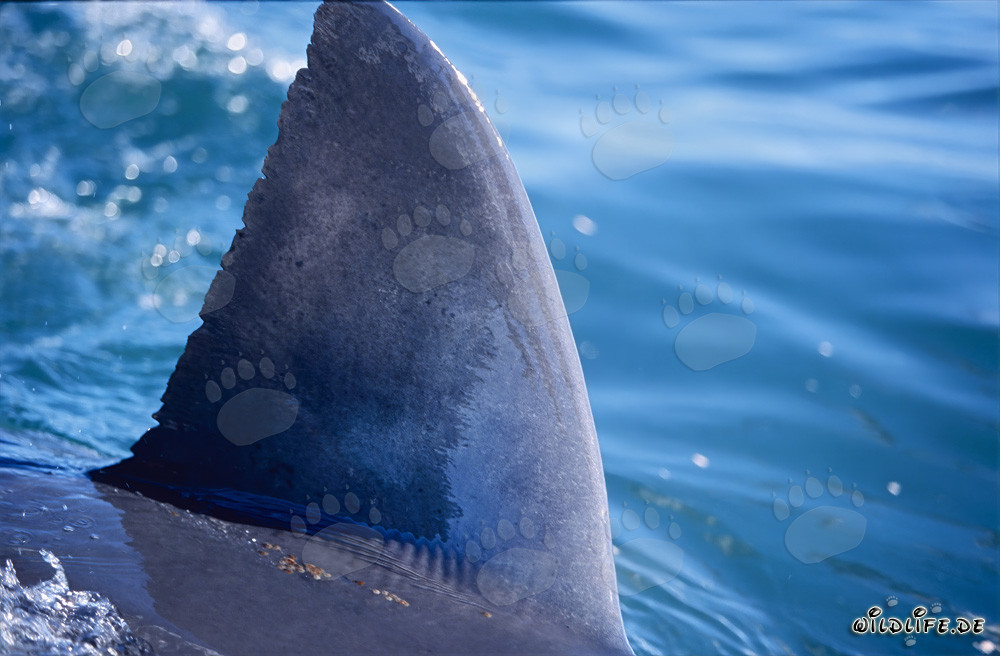 Impresionante aleta dorsal de tiburón blanco frente a la costa de Gansbaai