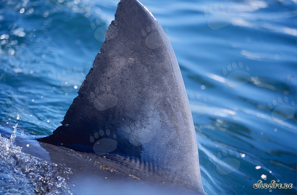 Fascinante nageoire dorsale de grand requin blanc directement à côté du bateau