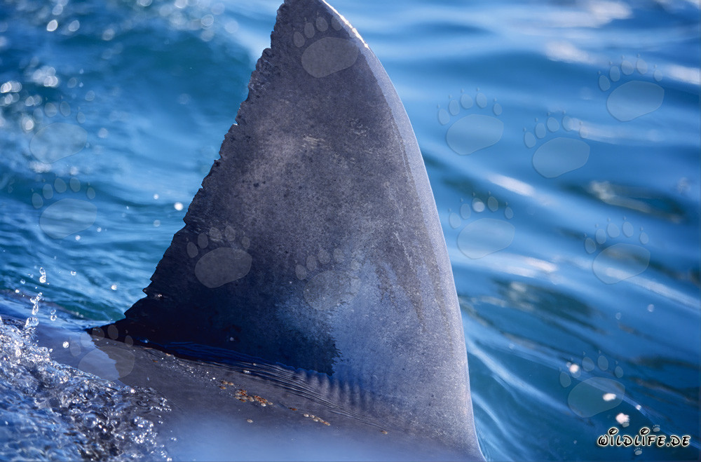 Fascinating Great White Shark Dorsal Fin Right Next to the Boat