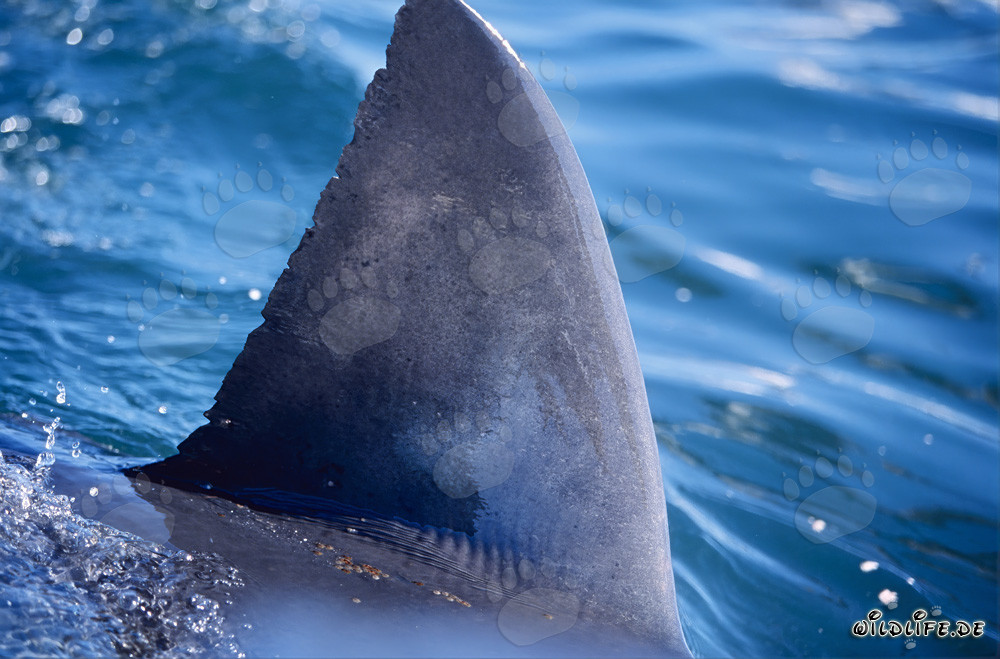Fascinante aleta dorsal de tiburón blanco directamente junto al barco