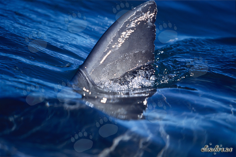Aileron dorsal de grand requin blanc sous la lumière du soleil