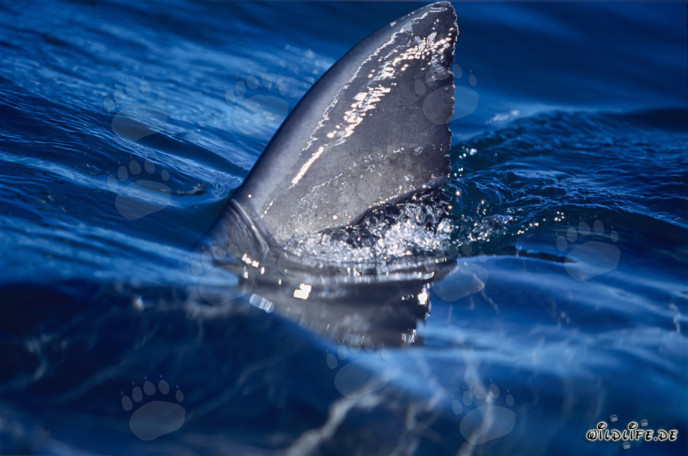 Great White Shark Dorsal Fin in the Sunlight