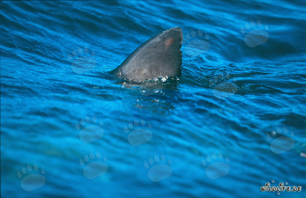Aleta dorsal del tiburón blanco - Característica única del mundo marino