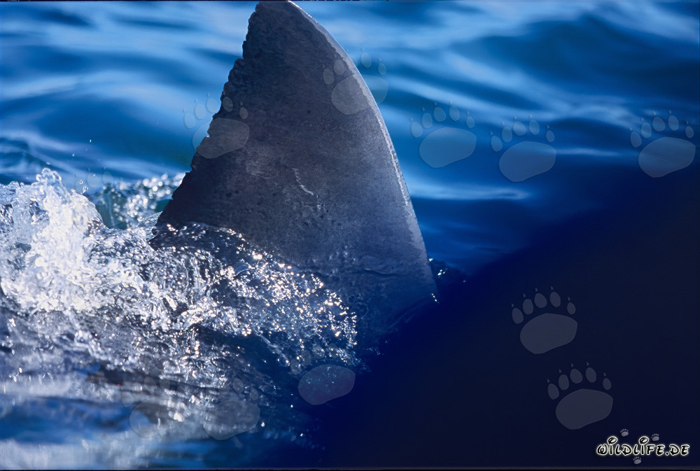 Majestic dorsal fin of a Great White Shark
