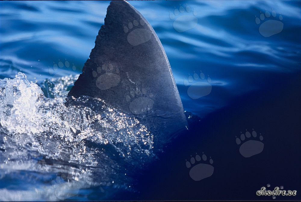 Nageoire dorsale majestueuse d'un requin blanc