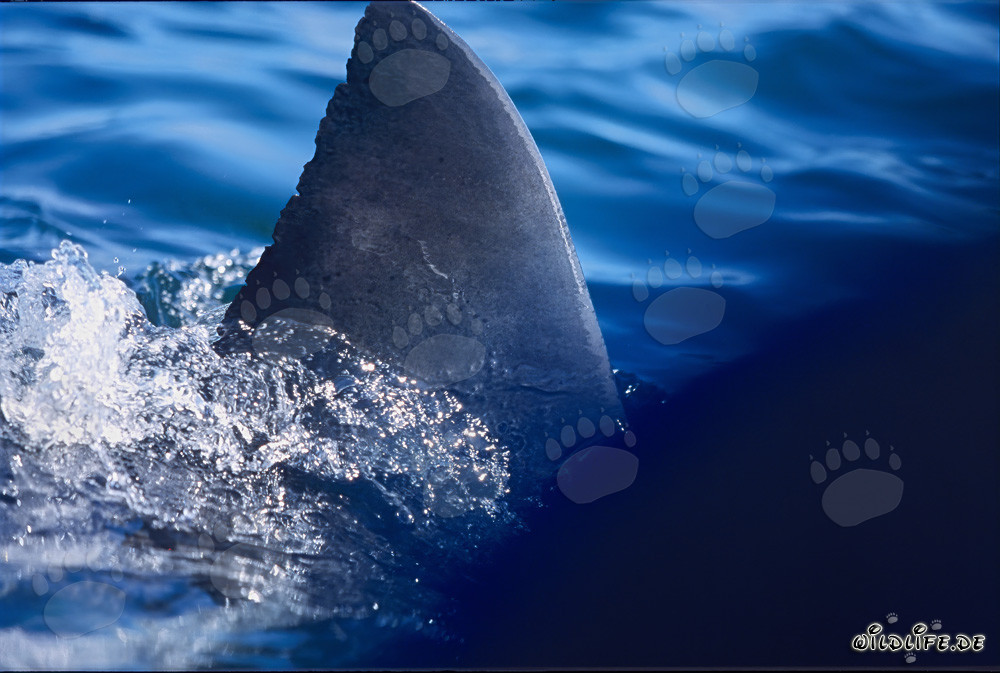 Aleta dorsal majestuosa de un tiburón blanco