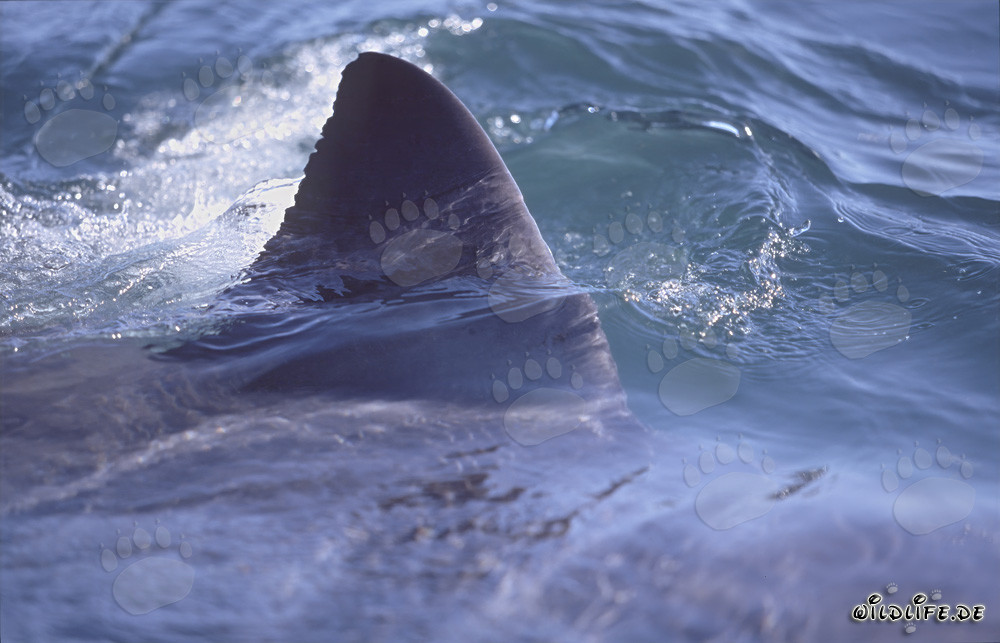 Fascinating shot of a striking White Shark dorsal fin