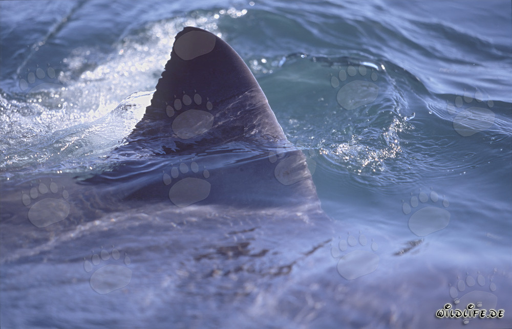 Fascinante captura de una distintiva aleta dorsal de tiburón blanco