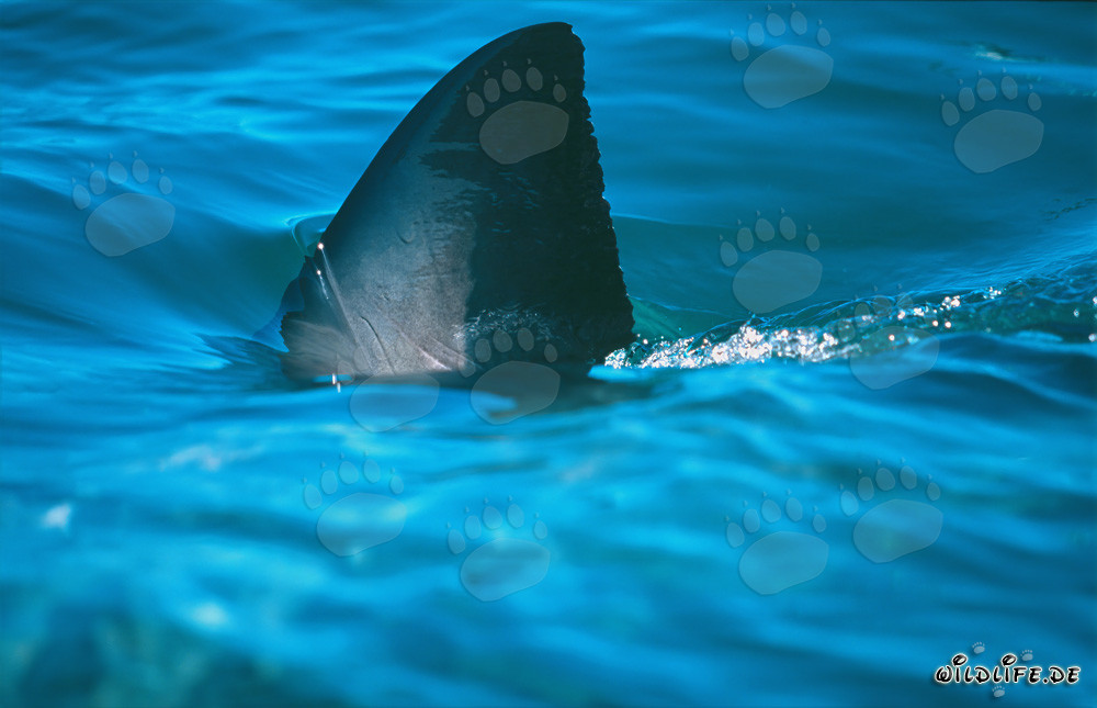 La fascinante nageoire dorsale du grand requin blanc