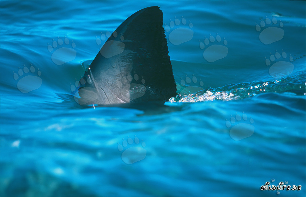 Fascinating Dorsal Fin of the Great White Shark