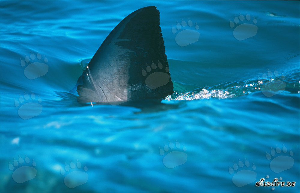 La fascinante aleta dorsal del tiburón blanco