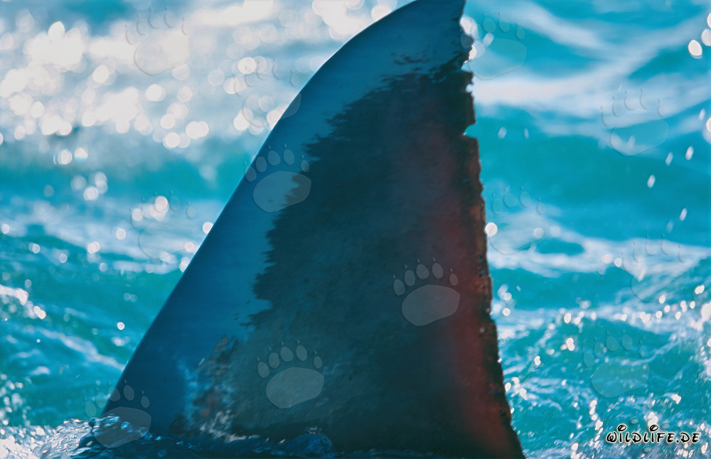 Impressionnante nageoire dorsale du grand requin blanc à Gansbaai, Afrique du Sud