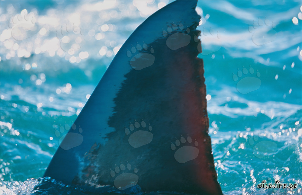 Impressive dorsal fin of the Great White Shark in Gansbaai, South Africa