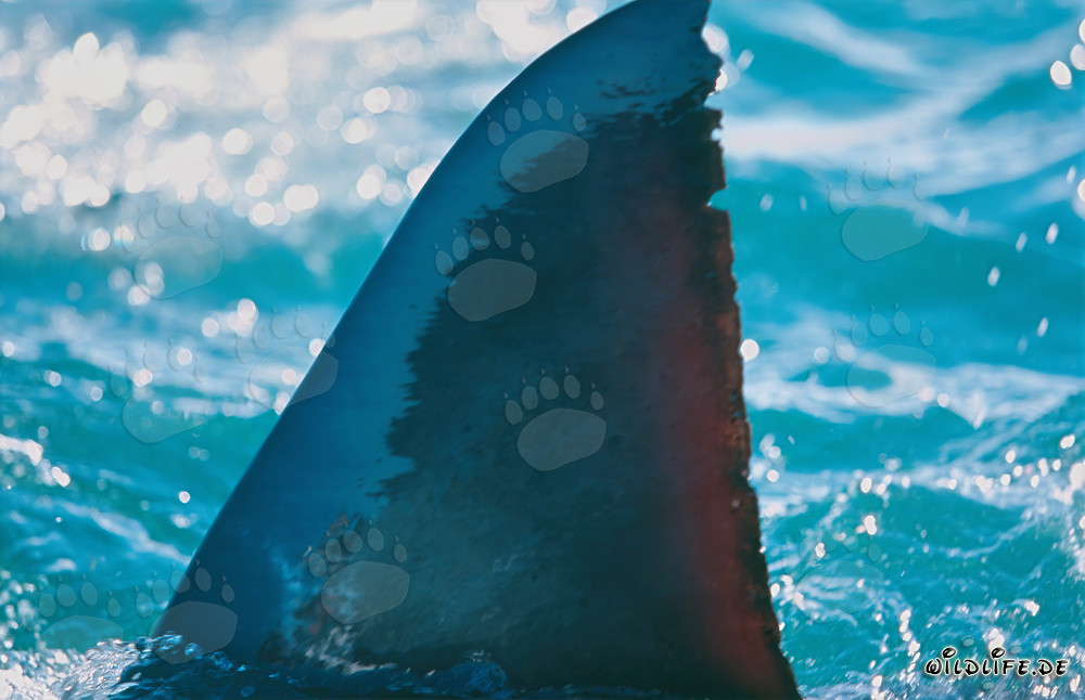 Impresionante aleta dorsal del tiburón blanco en Gansbaai, Sudáfrica