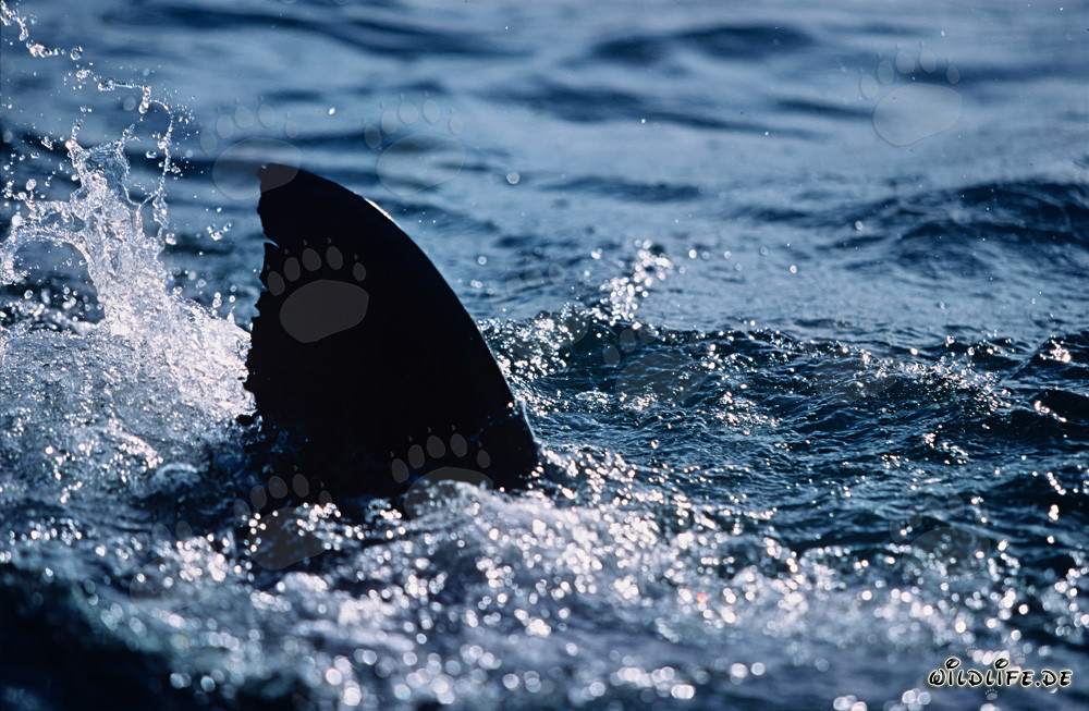 Nageoire dorsale majestueuse d'un grand requin blanc