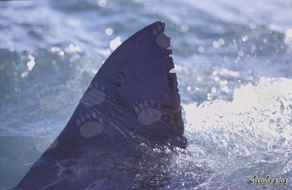 Impressionnante nageoire dorsale du grand requin blanc devant l'île Dyer