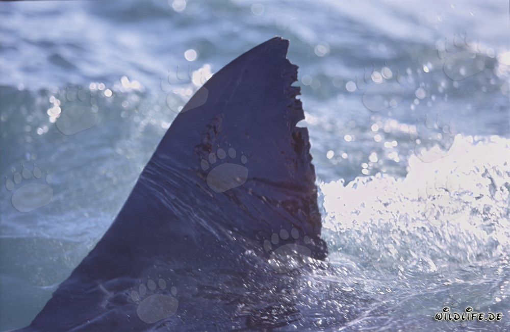 Fascinating Great White Shark Dorsal Fin near Dyer Island